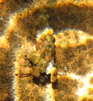 Photo of the caddis larvae