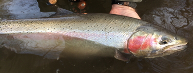 Photo of a Steelhead trout