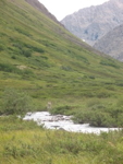 Photo of an Alaska alpine meadow