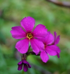 Photo of an alpine flower