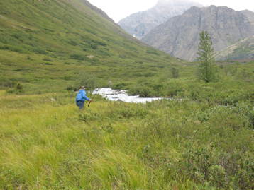 Photo of an Alaskan alpine meadow
